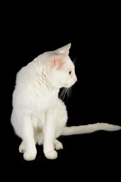 Weiße Hauskatze — Stockfoto