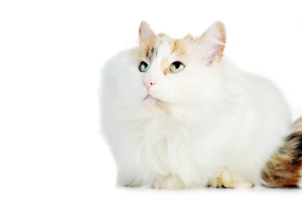Weiße Katze mit Zwieback-Flecken — Stockfoto