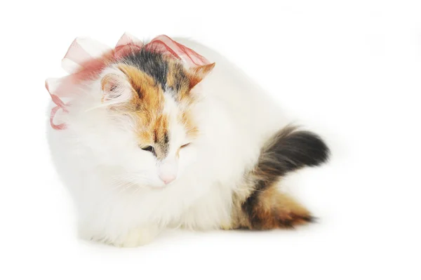 Sade lekeleri ile beyaz kedi — Stok fotoğraf