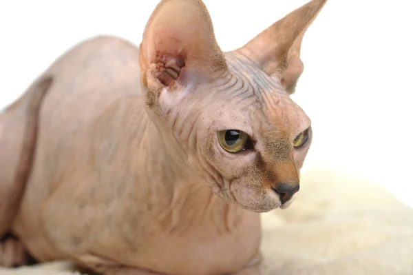 Лысая кошка — стоковое фото
