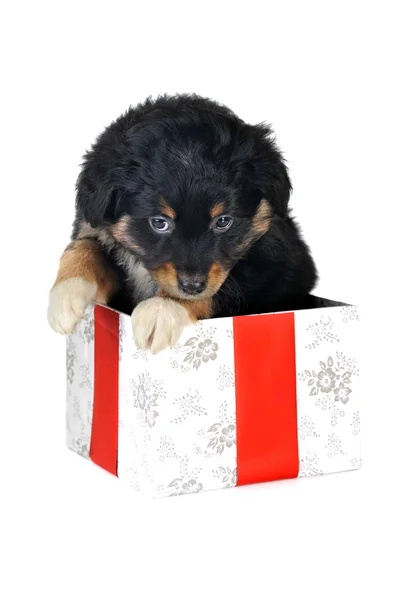 Filhote de cachorro e caixa de presente — Fotografia de Stock