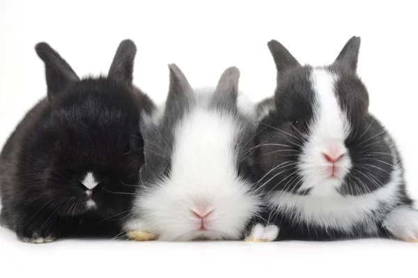 Cute small rabbit — Stock Photo, Image
