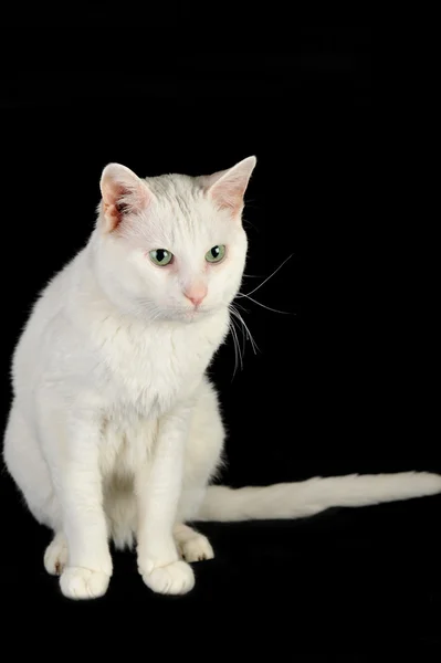 Witte binnenlandse kat — Stockfoto