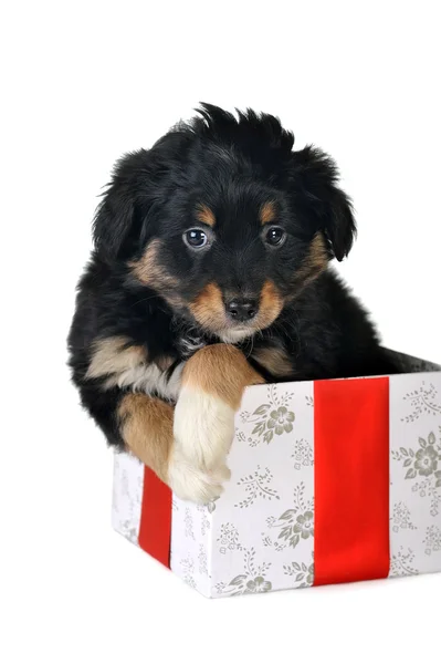 Cachorro y caja de regalo — Foto de Stock