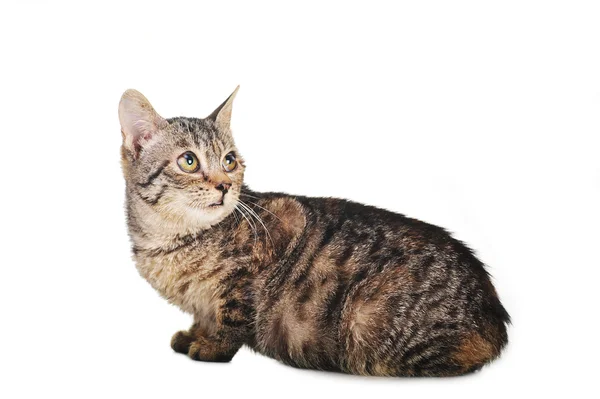 Gray striped kitten — Stock Photo, Image
