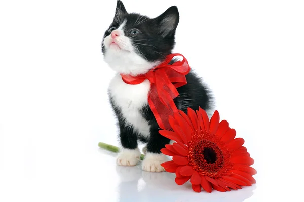 Piękny mały kotek — Zdjęcie stockowe