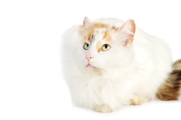 Gato branco com manchas russet — Fotografia de Stock
