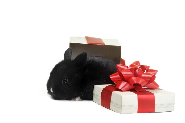 Black rabbit in box — Stockfoto
