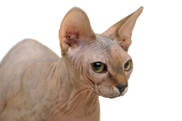 Лысая кошка — стоковое фото