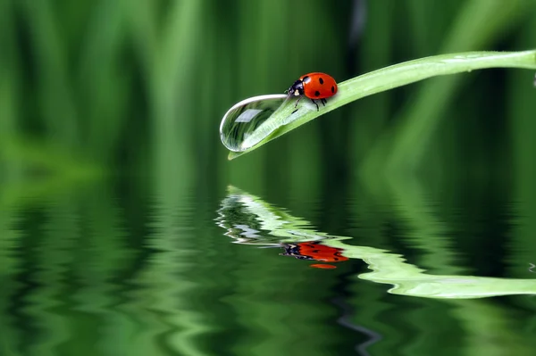Water drop on the grass — Stock Photo, Image