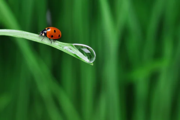Kapka vody na trávu — Stock fotografie