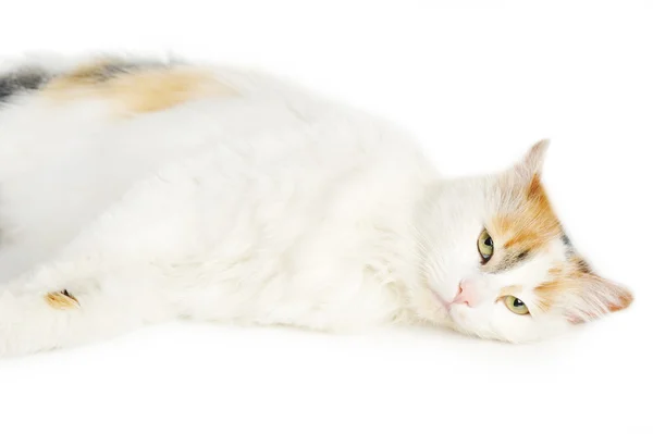 Chat blanc avec taches de rousseur — Photo