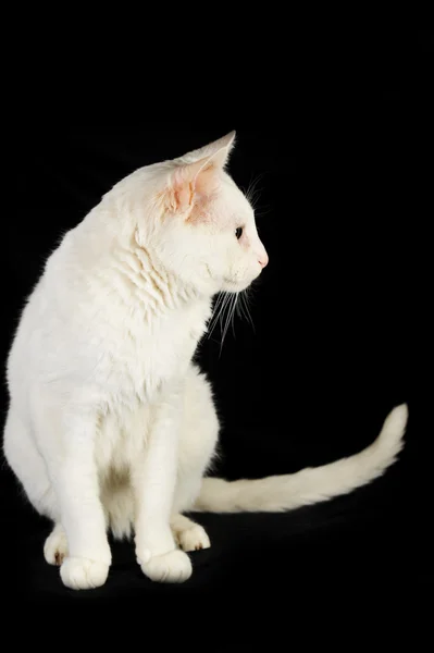 Білий домашньої кішки — стокове фото