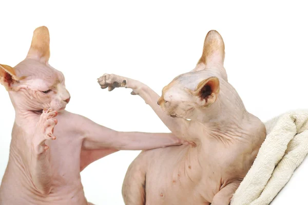 재생 대머리 고양이 두 마리 — 스톡 사진