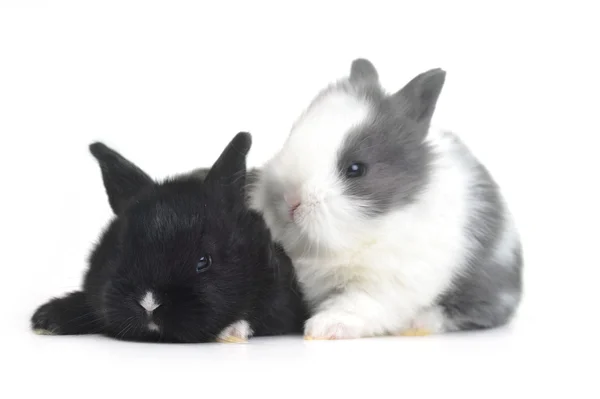 귀여운 작은 토끼 — 스톡 사진