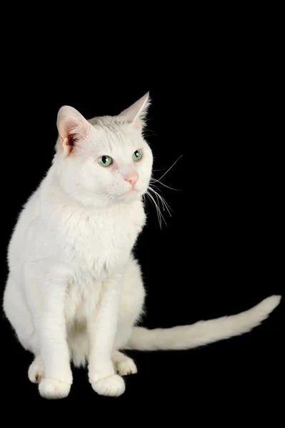 Bílá kočka domácí — Stock fotografie
