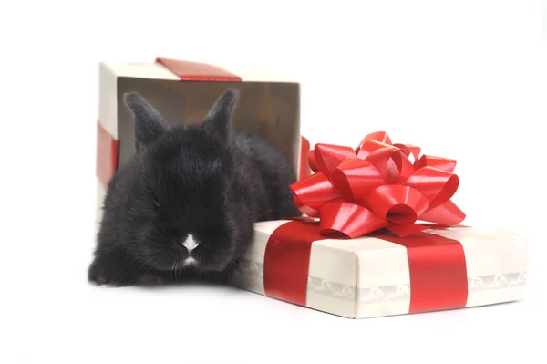 Conejo negro en caja — Foto de Stock