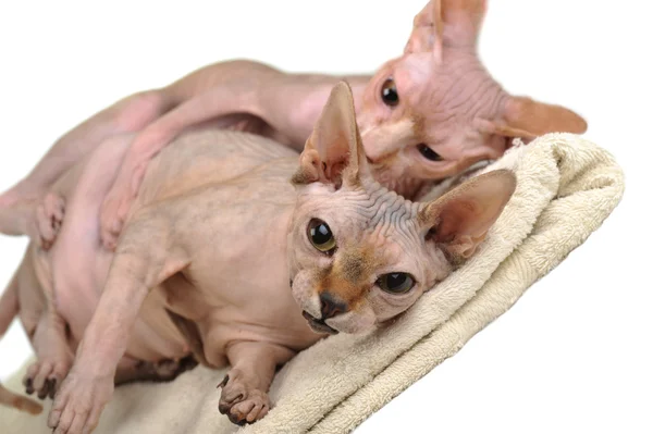 Δύο φαλακρός γάτες — Φωτογραφία Αρχείου