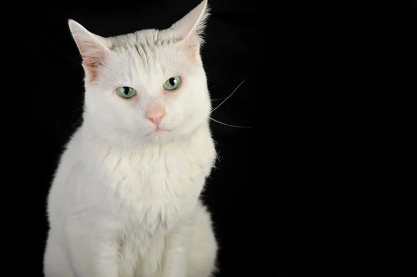 Beyaz yerli kedi — Stok fotoğraf