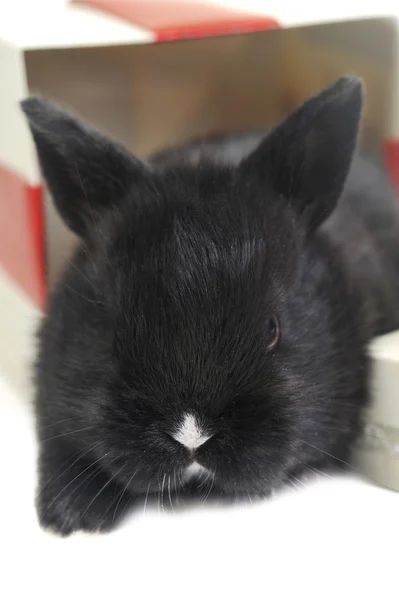 Black rabbit in box — Stockfoto