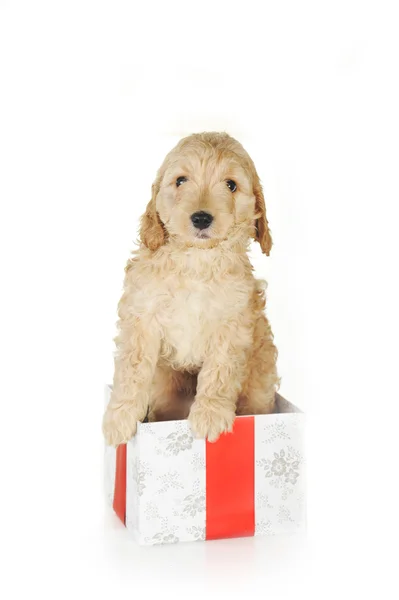 Puppy and gift box — Stock Photo, Image