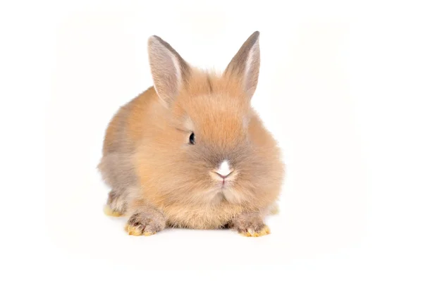 Коричневый пушистый кролик — стоковое фото
