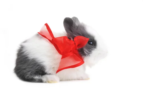 Abbit with red ribbon — Stock Photo, Image