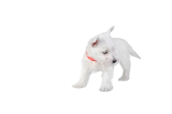 Белый щенок — стоковое фото