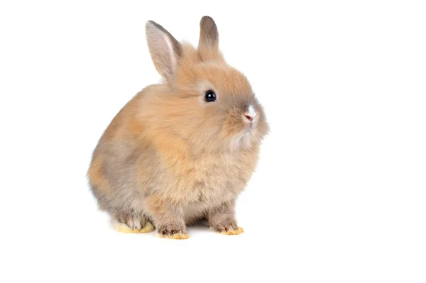 Brown fluffy rabbit — Stock Photo, Image