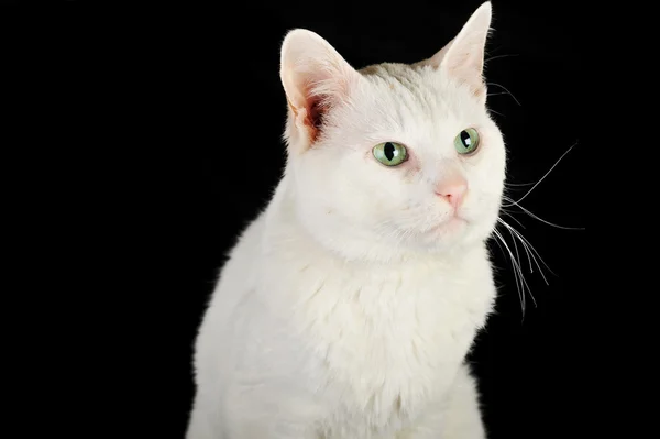 पांढरा घरगुती मांजर — स्टॉक फोटो, इमेज