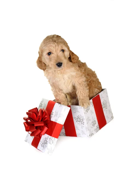 Puppy en geschenk doos — Stockfoto