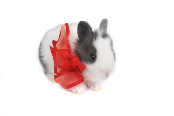Кролик с красной лентой — стоковое фото