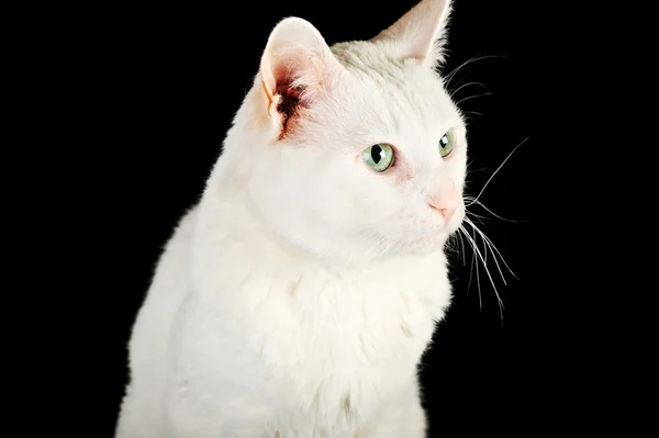 Белый домашний кот — стоковое фото