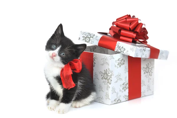 Pequeno gatinho bonito com caixa de presente — Fotografia de Stock