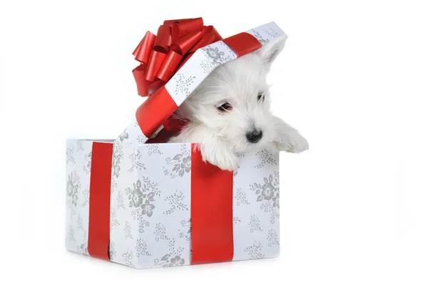 Puppy in box — Stock Photo, Image