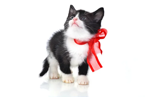 Güzel küçük yavru kedi — Stok fotoğraf