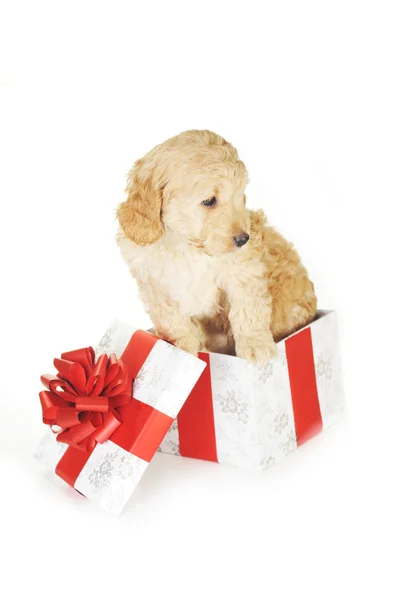Puppy dan kotak hadiah — Stok Foto