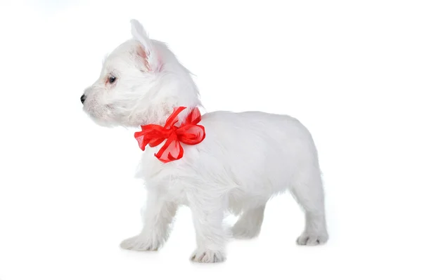 흰 강아지 — 스톡 사진