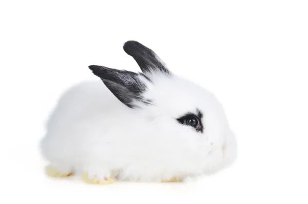 L hermoso conejo —  Fotos de Stock