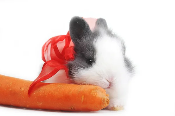 Beautiful rabbit with red ribbon — Stock Photo, Image