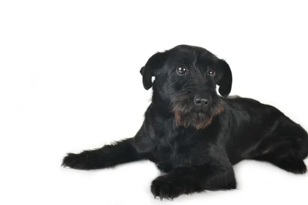 검은 개 — 스톡 사진