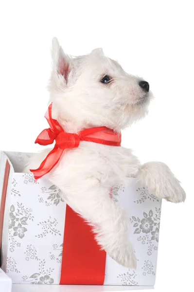 White puppy with ribbonin gift box — Stock Photo, Image