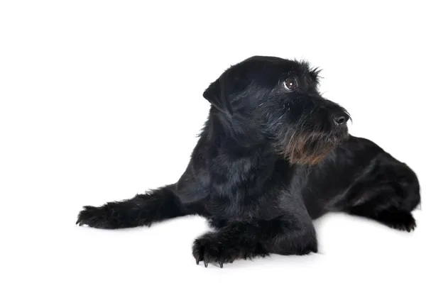 Câine negru — Fotografie, imagine de stoc