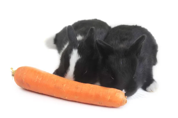 Rabbits with carrot — Stock Photo, Image