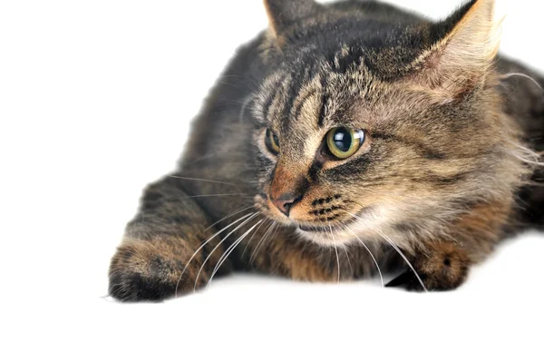 Grijs gestreepte kat — Stockfoto
