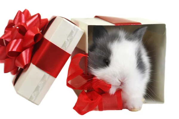 Gift in box — Stock Photo, Image