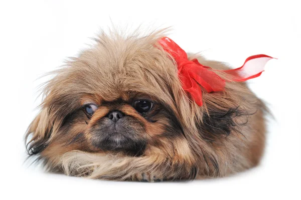 Cachorro con cinta roja — Foto de Stock