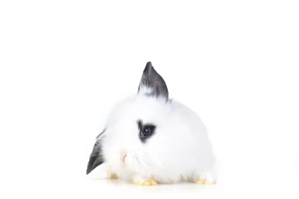 Small white rabbit — Stock Photo, Image