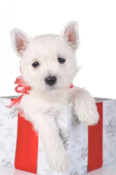Carino cucciolo nella scatola presente — Foto Stock