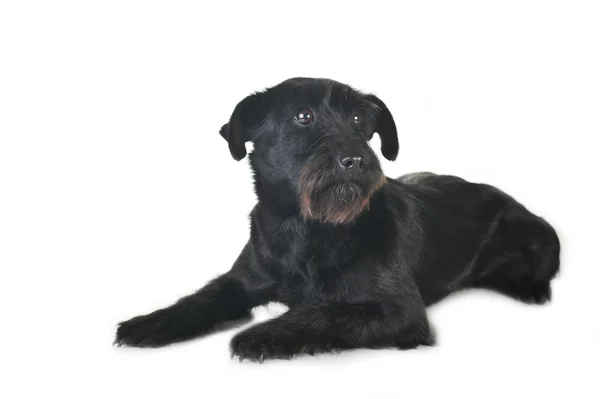 Чёрная собака — стоковое фото